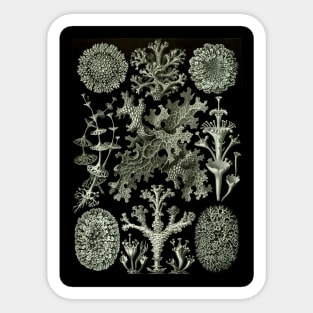 Lichen by Ernst Haeckel Sticker